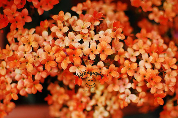 10434223_739102822794873_1407444895393327165_n