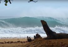 【待望の】Filipe Toledo、Barron Mamiya、Yedin Nicolがパナマの底掘れビーチブレイクのチューブを攻める”In and Around Water”エピソード1がドロップ!!